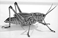 Locust